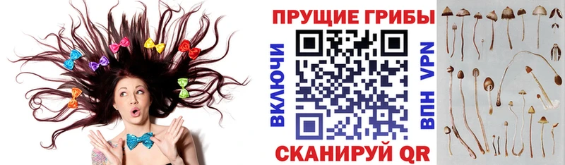 где купить наркотик  Тарко-Сале  Псилоцибиновые грибы мицелий 